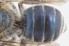 Osmia caerulescens